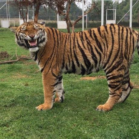 Black Jaguar White Tiger