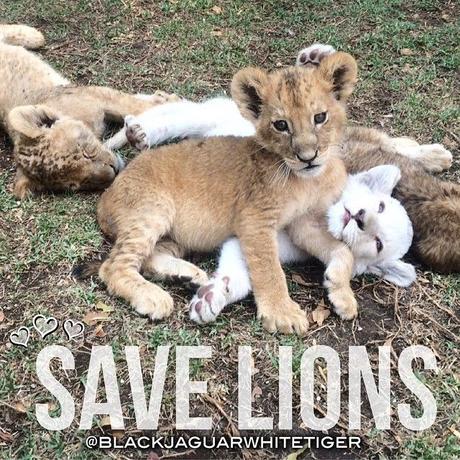 Black Jaguar White Tiger