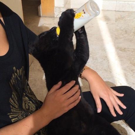 Black Jaguar White Tiger