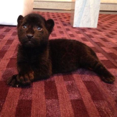 Black Jaguar White Tiger