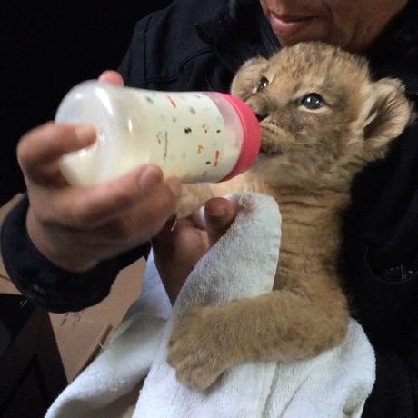Black Jaguar White Tiger