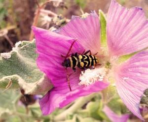 Laguna de La Albardiosa, Lillo