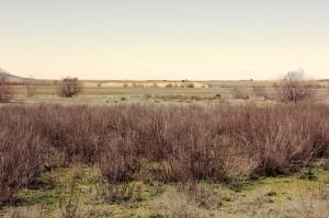 Laguna de La Albardiosa, Lillo