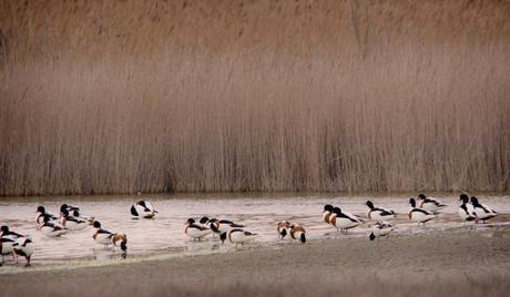 Laguna de La Albardiosa, Lillo