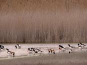 Laguna Albardiosa, Lillo