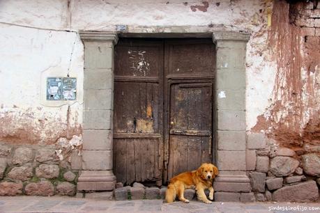 perro en cusco