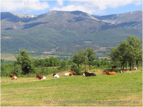 Vacas de romeria
