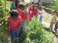 EL HUERTO EN MAYO EL HUERTO EN MAYO