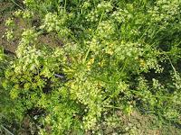 EL HUERTO EN MAYO EL HUERTO EN MAYO