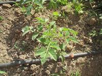 EL HUERTO EN MAYO EL HUERTO EN MAYO