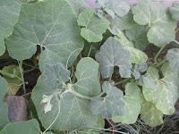 EL HUERTO EN MAYO EL HUERTO EN MAYO