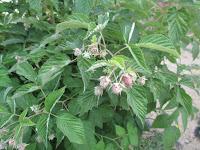 EL HUERTO EN MAYO EL HUERTO EN MAYO