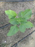 EL HUERTO EN MAYO EL HUERTO EN MAYO