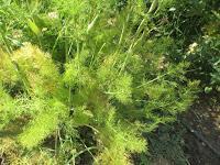 EL HUERTO EN MAYO EL HUERTO EN MAYO