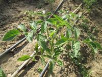 EL HUERTO EN MAYO EL HUERTO EN MAYO