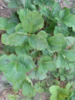 EL HUERTO EN MAYO EL HUERTO EN MAYO