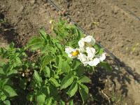 EL HUERTO EN MAYO EL HUERTO EN MAYO