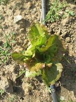 EL HUERTO EN MAYO EL HUERTO EN MAYO