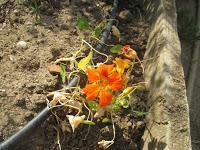 EL HUERTO EN MAYO EL HUERTO EN MAYO