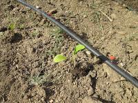 EL HUERTO EN MAYO EL HUERTO EN MAYO