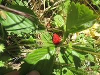 EL HUERTO EN MAYO EL HUERTO EN MAYO