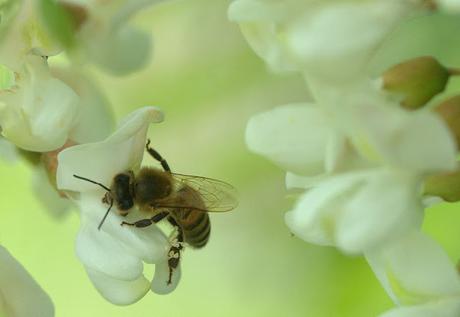 ACACIA, ABEJAS Y MIEL - ACACIA, BEES AND HONEY.