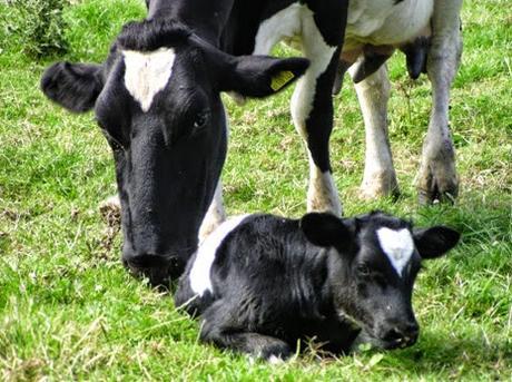 Los 8 verdaderos motivos para rechazar el veganismo