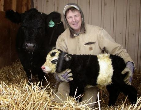 Los 8 verdaderos motivos para rechazar el veganismo