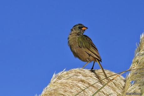 Verdones de Punta Rasa