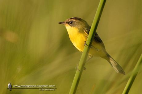 Doradito copetón (Crested Doradito) Pseudocolopteryx sclateri