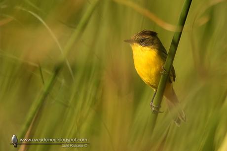 Doradito copetón (Crested Doradito) Pseudocolopteryx sclateri