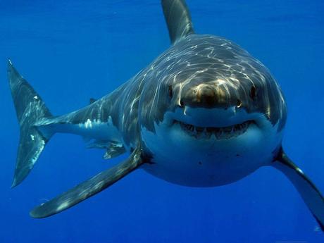 Blog 150: Buscar el miedo usando a los tiburones