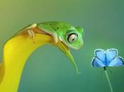 Mijer descubre mundo mágico ranas tropicales