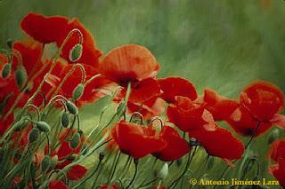 Amapolas