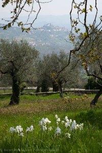 Vistas de los olivos desde Boville Ernica