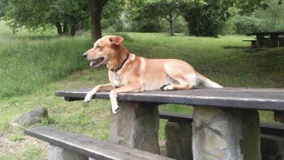 Consejos caninos 'Jun 2015'