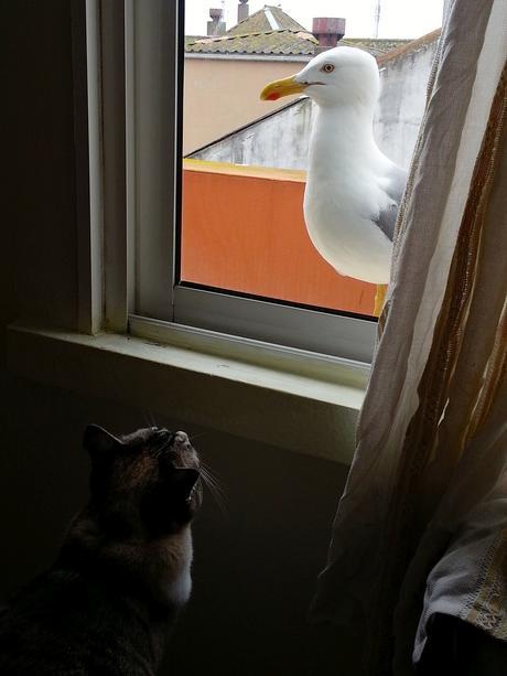 gaviotas_13_20150512 - Version 3