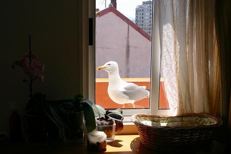 gaviotas_17_20150522 - Version 2