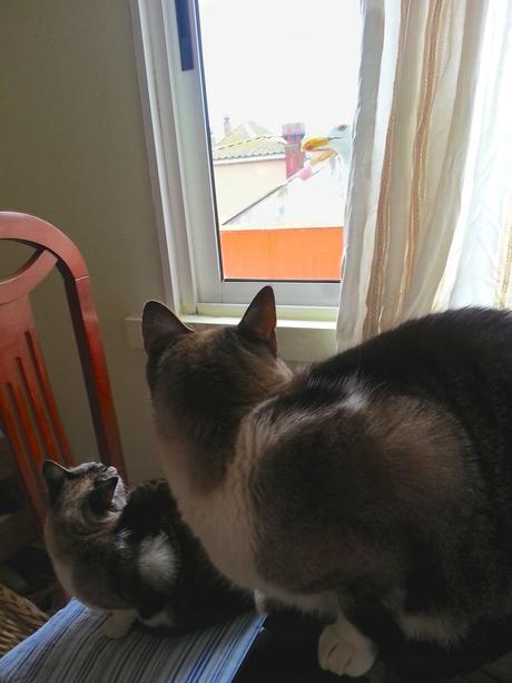 gaviotas_9_20150512 - Version 2