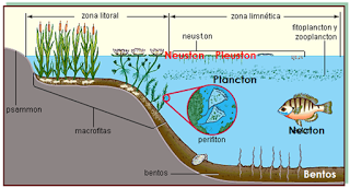 Estructura y dinámica de los ecosistemas