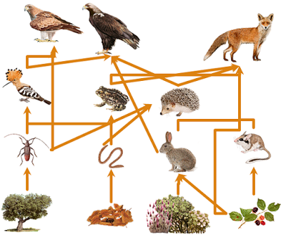 Estructura y dinámica de los ecosistemas