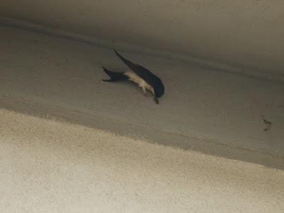 Empezando a construir