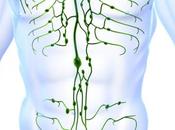 Qigong Yoga Efectos beneficiosos sobre sistema linfático