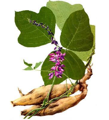 Kudzu para tonificar centro