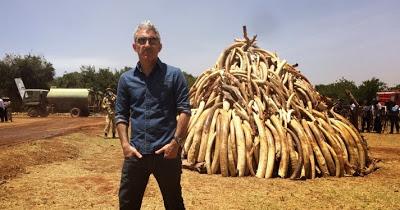 Colmillos de Sangre,EL NEGOCIO QUE MATA MILES DE ELEFANTES AL AÑO, EN REPORTAJES CANAL+‏