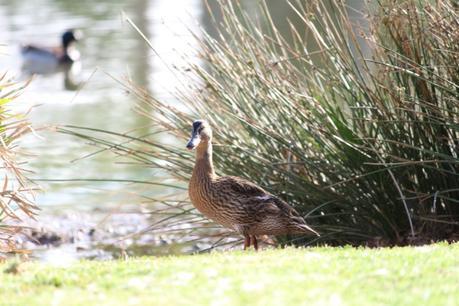 ZAPATILLAS YUMA #semana40 zatillasyuma-estilostiletto (9)