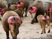 Eosina para dermatitis pañal