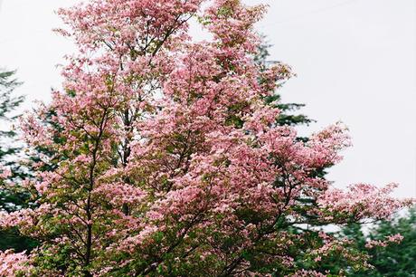 Bridge_Of_The_Gods-Oregon-Cascade_locks-Off_The_Shoulders_Top-Levis_Vintage-Lace_Up_Espadrilles-Outift-Collage_Vintage-19