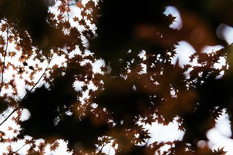 Bridge_Of_The_Gods-Oregon-Cascade_locks-Off_The_Shoulders_Top-Levis_Vintage-Lace_Up_Espadrilles-Outift-Collage_Vintage-66