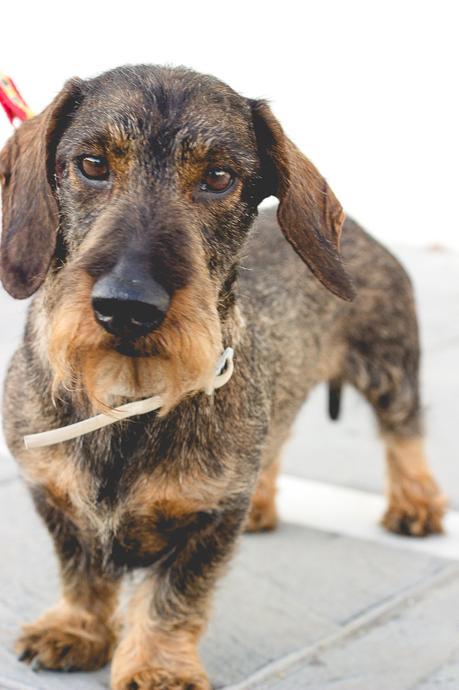Leopard Perfect Jeans